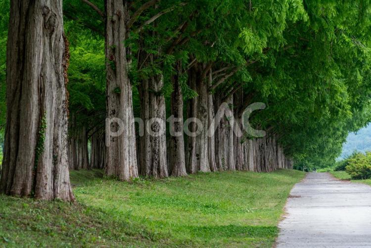 新緑のメタセコイア並木道 メタセコイア並木,歩道,散歩道の写真素材
