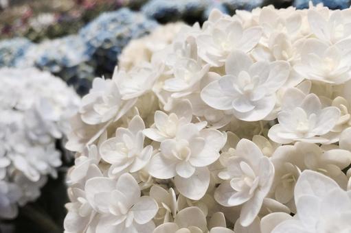【植物】白と青色の紫陽花 【植物】白と青色の紫陽花の写真
