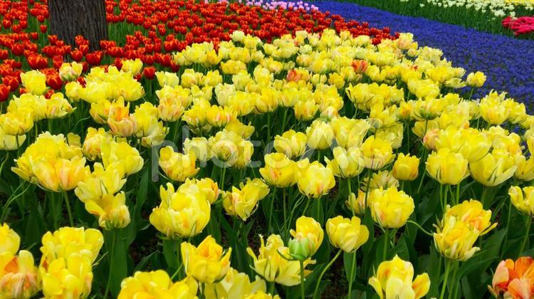 春の茨城・国営ひたち海浜公園　色とりどりカラフルなチューリップのお花畑（たまごの森フラワーガーデン） 茨城,春,チューリップの写真素材