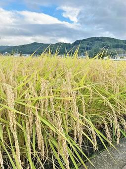 稲・その2 稲・その2 稲,稲穂,秋の写真素材