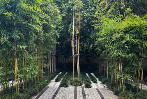 整然とした竹林の中庭と石畳の風景 整然とした竹林の中庭と石畳の風景 竹林,中庭,石畳の写真素材
