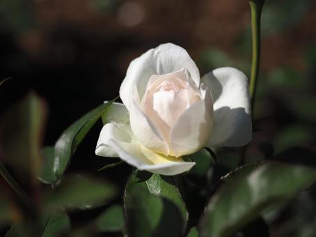 バラ園にて白い薔薇を撮影しました バラ園にて白い薔薇を撮影しましたの写真