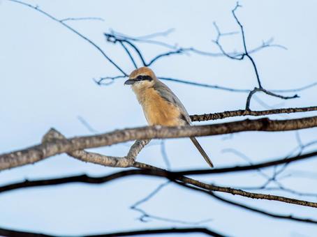 枝にとまるモズ・百舌鳥 枝にとまるモズ・百舌鳥の写真