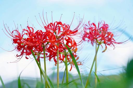 ヒガンバナ(彼岸花)と青空 ヒガンバナ(彼岸花)と青空の写真