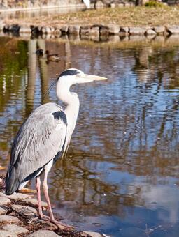 池のほとりに佇むアオサギの姿 アオサギ,鳥,野鳥の写真素材