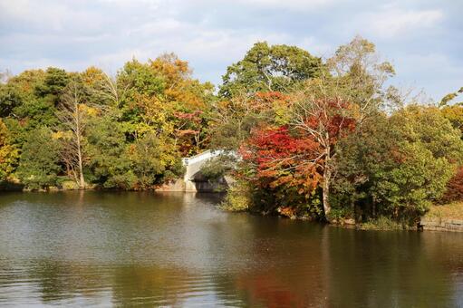 大沼国定公園の美しいモミジ 秋,自然,湖面の写真素材