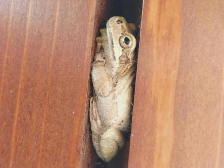 白いカエル 白いカエル 白い,カエル,かえるの写真素材
