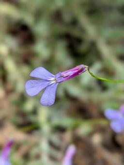 ロベリアの花 5 ロベリアの花 5の写真