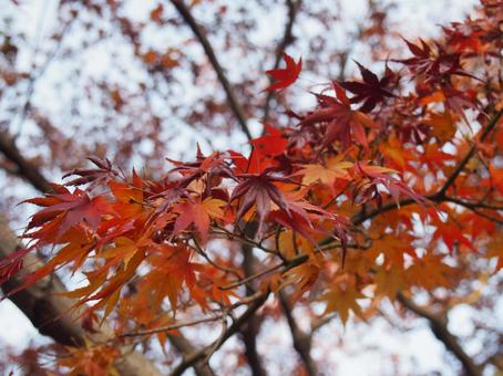 紅葉の写真