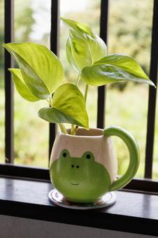 窓辺の鉢と観葉植物 窓辺の鉢と観葉植物 植物,和,緑の写真素材