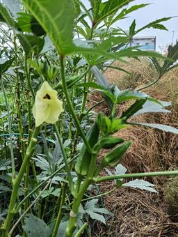 オクラ オクラ,野菜,栽培の写真素材