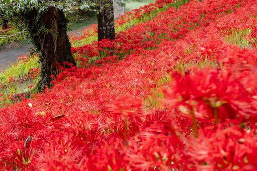 ヒガンバナ(69) ヒガンバナ(69)の写真