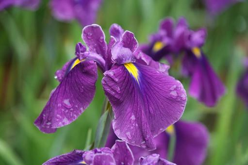 Japanese iris (hanashobu), JPG Japanese iris (hanashobu), JPG