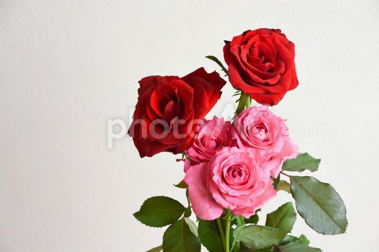 赤とピンクのばら ばら,ピンク,薔薇の写真素材