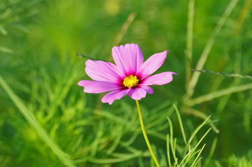 コスモスの花 コスモスの花の写真