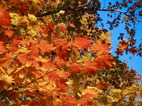 紅葉 紅葉の写真