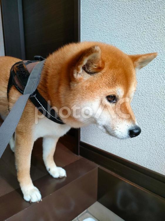 お散歩準備して待つ柴犬くるみです！ 犬,柴犬,シバの写真素材