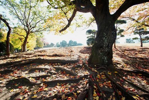 桜の紅葉 秋,紅葉,桜の写真素材