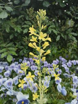 黄色い花 黄色い花 黄色い花,黄色,イエローの写真素材