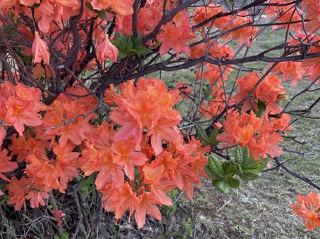 Azalea, JPG Azalea, JPG