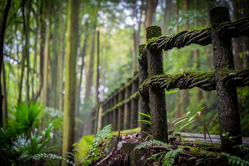 四国　徳島　祖谷のかずら橋 祖谷のかずら橋,四国,四国地方の写真素材