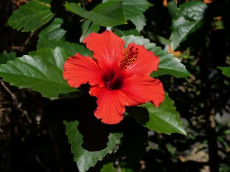 ハイビスカス ハイビスカス,植物,南国の写真素材