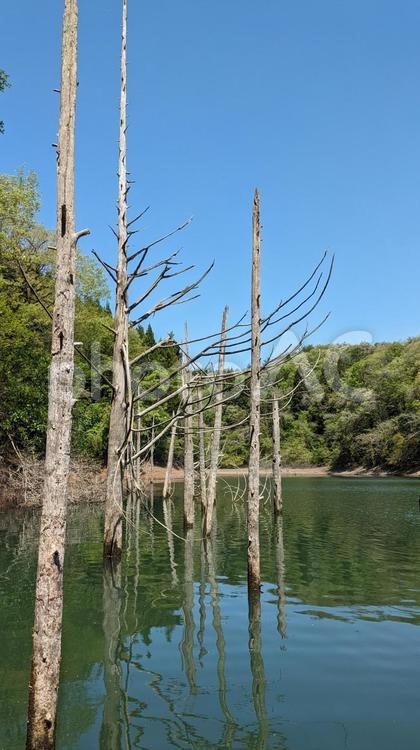 能登のダム湖の風景 湖,ダム,立ち木の写真素材