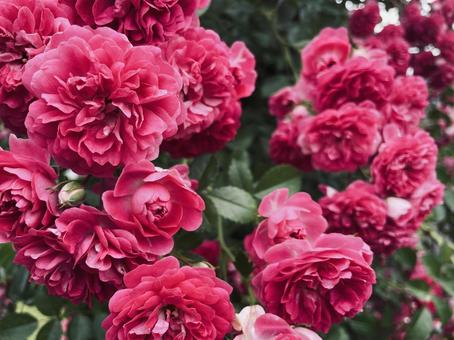 優雅に咲くローズガーデン 優雅に咲くローズガーデン 薔薇,ローズ,バラの写真素材