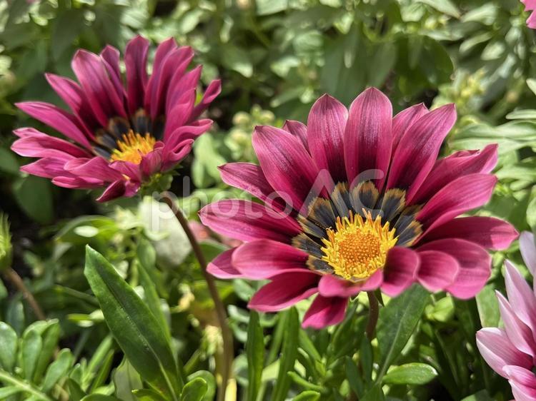 赤紫のガザニアの花 ガザニア,花,赤紫の写真素材