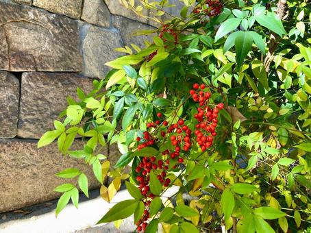 南天の木と石垣 南天,実,赤の写真素材