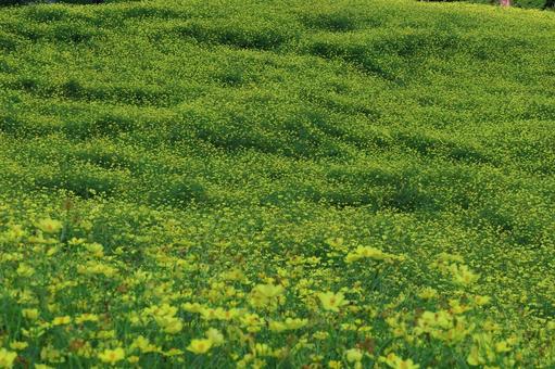 秋風に揺れて咲く コスモス,秋桜,花の写真素材