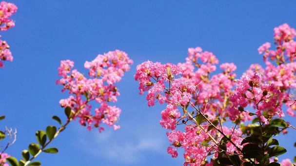 百日紅-245 百日紅-245の写真