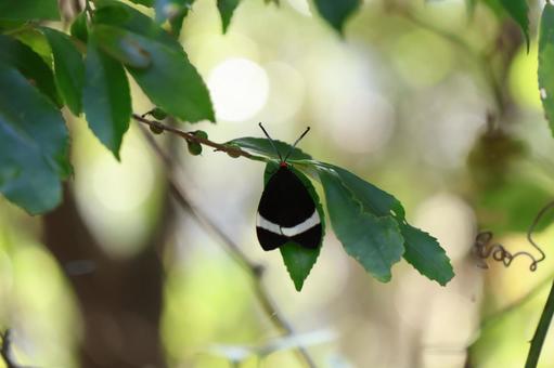 木にとまって休むホタルガ 木にとまって休むホタルガ ホタルガ,蛾,昆虫の写真素材