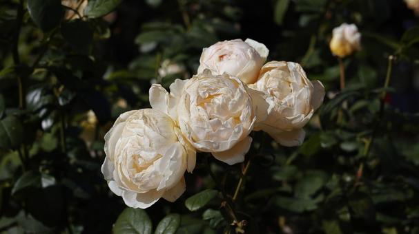 【花の写真】ばらの花 rose,植物,園芸の写真素材