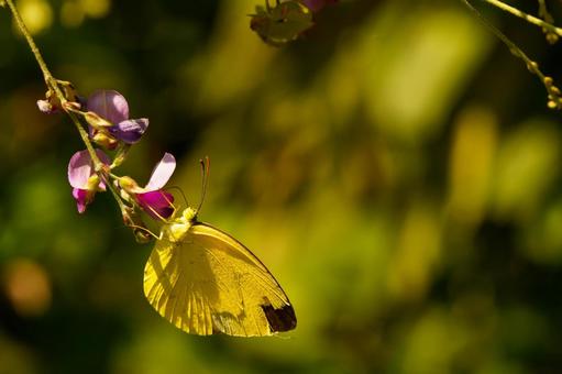 ヤマハギの花の蜜を吸うキチョウ ヤマハギの花の蜜を吸うキチョウの写真