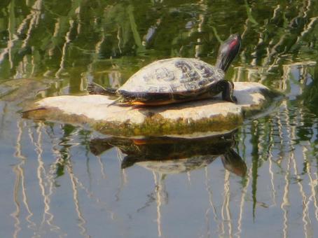 アカミミガメ一匹 アカミミガメ一匹の写真