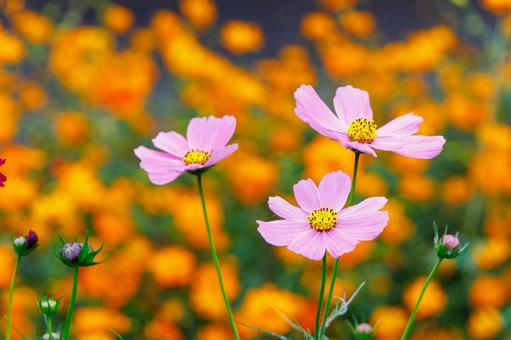 Yellow cosmos and pink cosmos, JPG