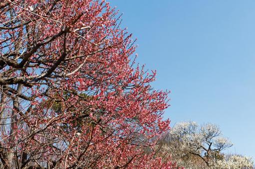 青空に映える満開の紅梅 梅,迎春,梅の花の写真素材