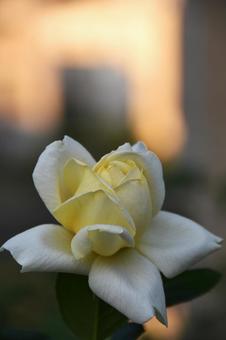 薔薇 薔薇の写真