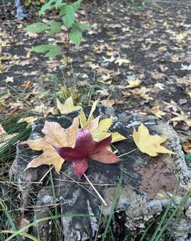 秋。紅葉。の写真