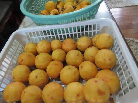 果物 果物,柿,オレンジ色の写真素材