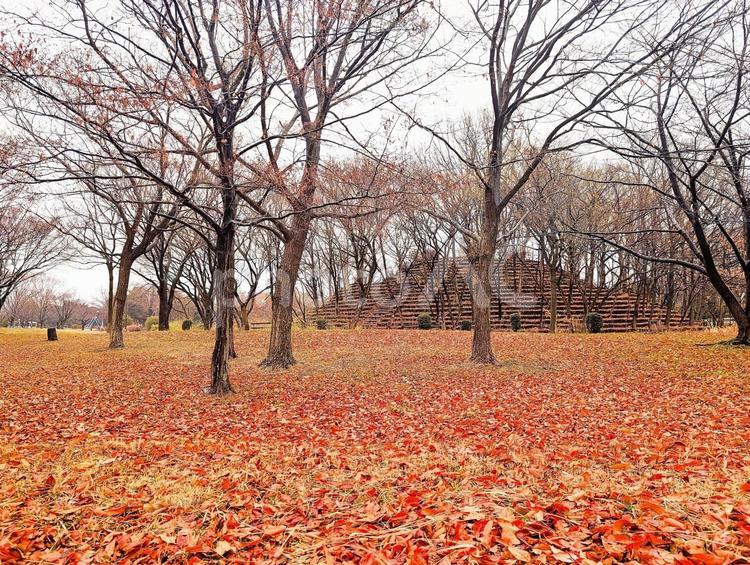 雨上がり落ち葉が積もる冬枯れの公園風景 公園,落ち葉,積もるの写真素材