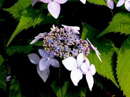 林道の草むらに咲くアジサイ 林道の草むらに咲くアジサイの写真