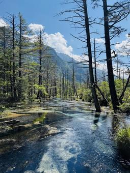 森と川 森,川,自然の写真素材