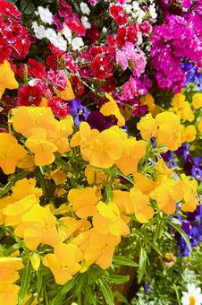 クローズアップの鮮やかな黄色のパンジー パンジー,ビオラ,花の写真素材
