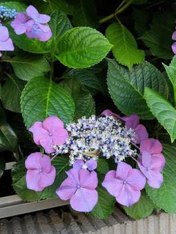 あじさい 紫陽花,花,葉の写真素材