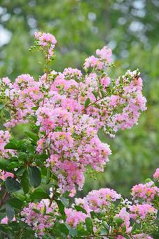 Summer flower Crape myrtle-2, JPG Summer flower Crape myrtle-2, JPG