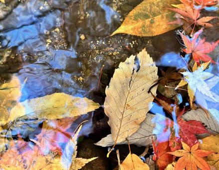 小川に積もった紅葉の落ち葉2 秋,紅葉,モミジの写真素材