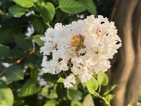 白い花 白い花の写真