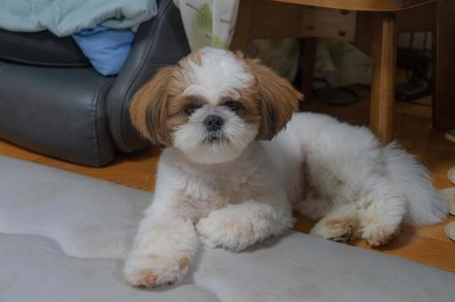 鎮座するシーズー 鎮座するシーズー シーズー,犬,かわいいの写真素材